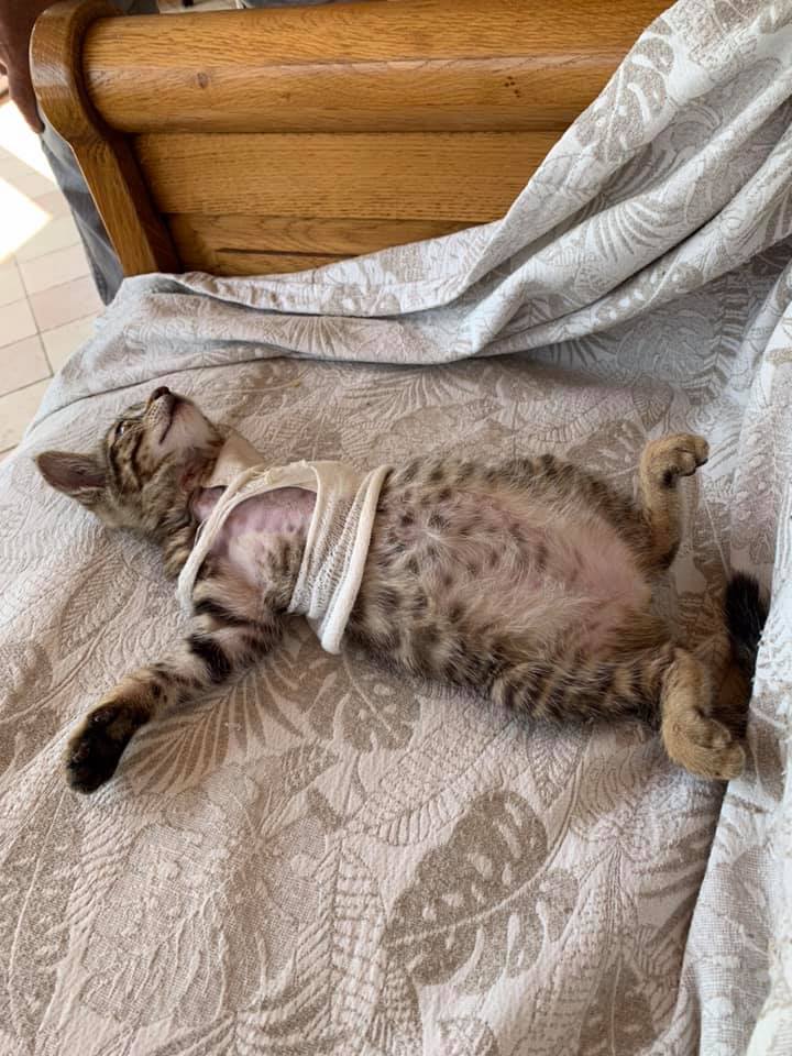 Prise en Charge et Adoptions