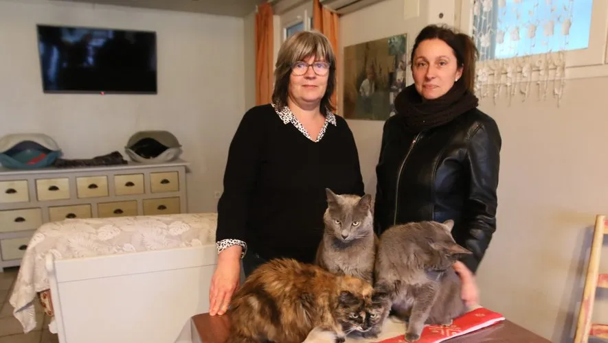 Campagne de stérilisation des chats errants